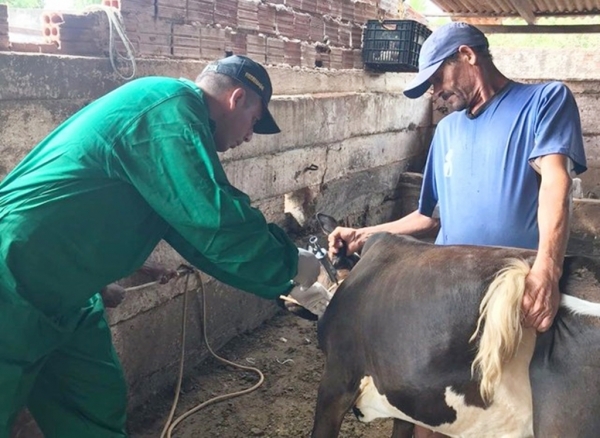 Campanha de vacinação contra a febre aftosa é prorrogada no Maranhão