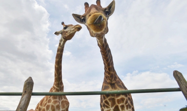 PF recolhe 15 girafas em resort e prende duas pessoas