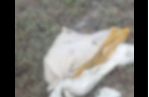  Corpo esquartejado é encontrado dentro de um saco em uma área de mangue