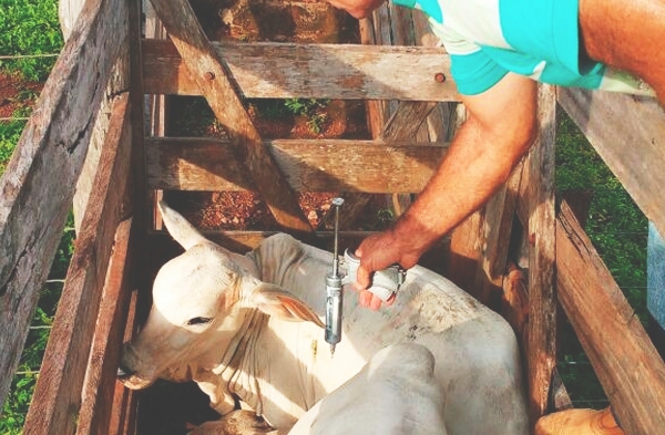 Maranhão vacina 98,03% do gado na segunda etapa de vacinação contra febre aftosa