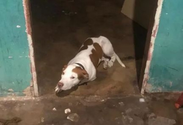 Após ter sido deixado em casa sozinho com pitbull, bebê de um ano é resgatado por vizinho em Santa Inês