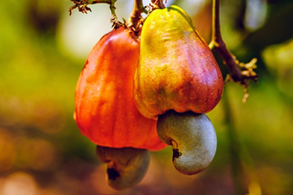 HOMEM É ASSASSINADO COM GOLPES DE FACA APÓS SUJAR BERMUDA DE IDOSO COM CAJU NO MA