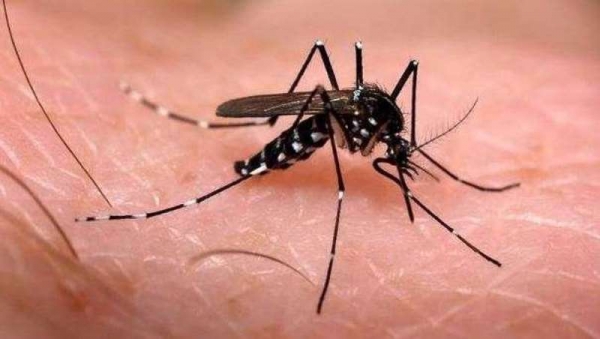 Zika: cientistas anunciam método mais eficaz para destruir ovos do mosquito