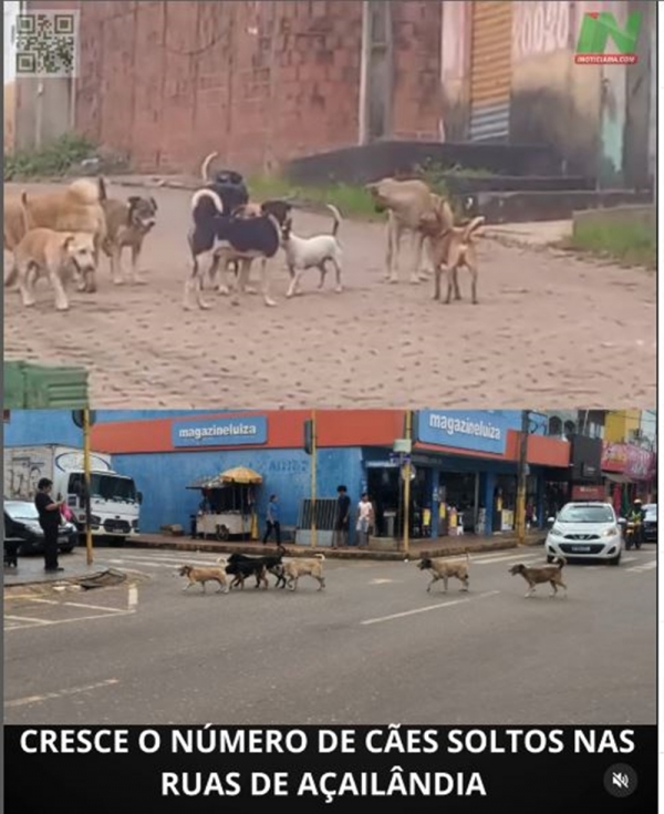 CRESCE O NÚMERO DE CÃES SOLTOS NA RUAS DE AÇAILÂNDIA