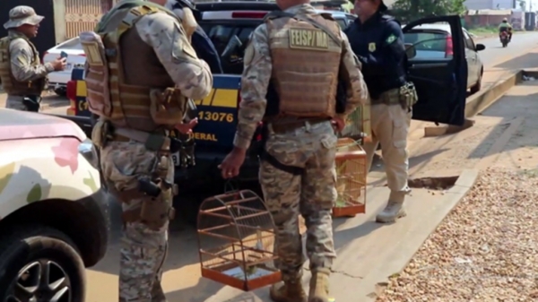 OPERAÇÃO APREENDE CERCA DE 470 ANIMAIS SILVESTRES QUE SERIAM TRAFICADOS NO MARANHÃO