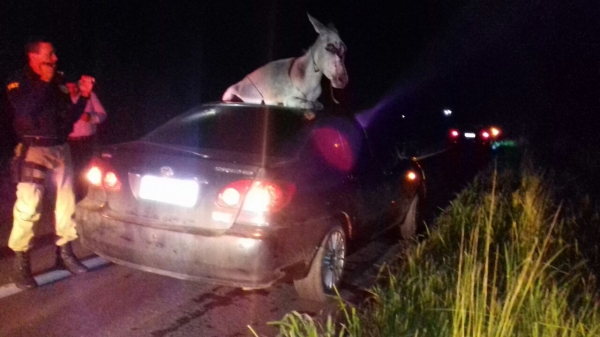 Jegue vai parar sobre teto de veículo após acidente