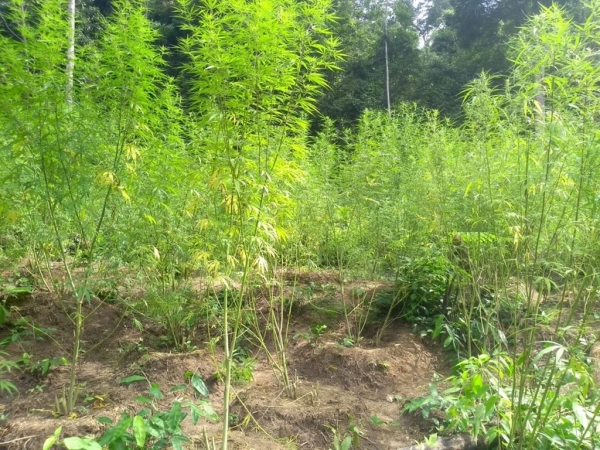 Polícia apreendeu mais de meia tonelada de maconha em Terras Indígenas do MA em 2020