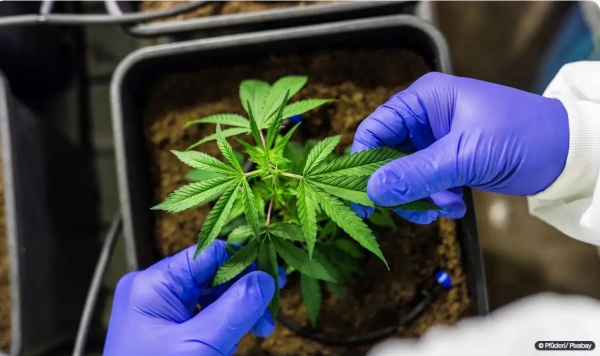 CCJ APROVA PEC QUE CRIMINALIZA POSSE DE QUALQUER QUANTIDADE DE DROGA