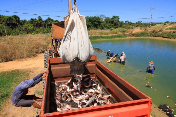 Maranhão é um dos maiores produtores de peixe do Nordeste