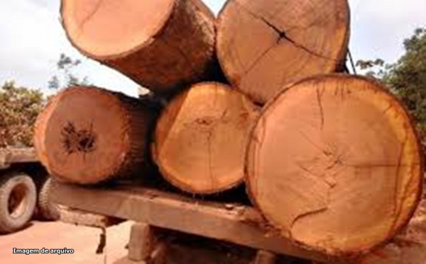 Operação apreende madeira ilegal na Reserva do Gurupi no Maranhão