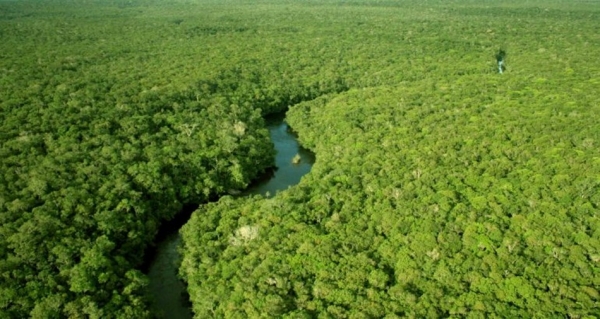 Floresta amazônica do Maranhão está 75% desmatada