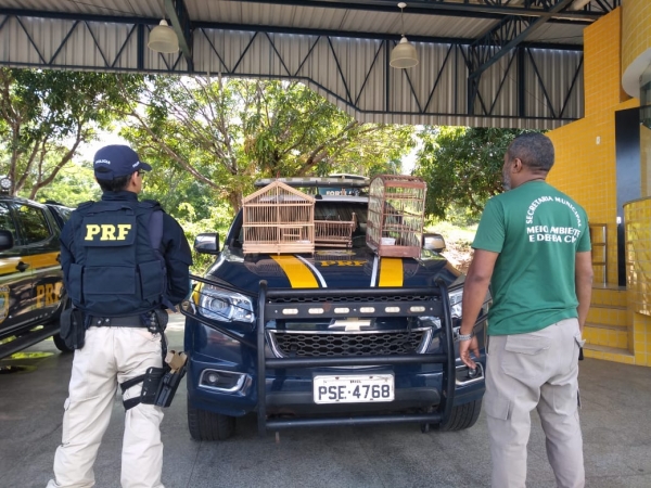 MARANHÃO - PRF DETÉM HOMEM COM PÁSSAROS SILVESTRES