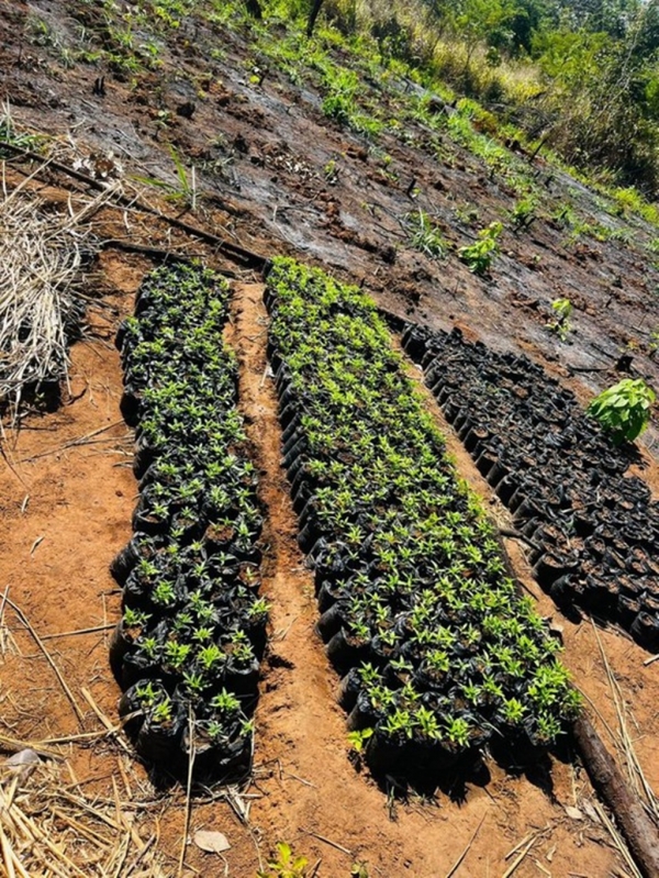 PF DEFLAGRA OPERAÇÕES DE COMBATE AO PLANTIO DE MACONHA NO MARANHÃO