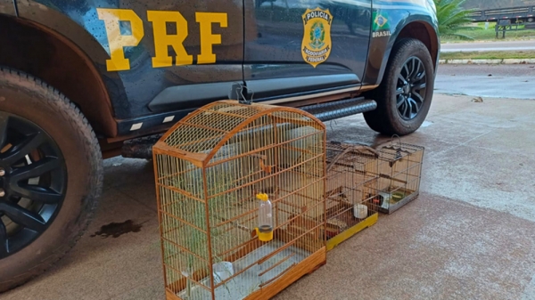 TRÊS AVES SILVESTRES FORAM RESGATADAS PELA PRF EM AÇAILÂNDIA (MA)