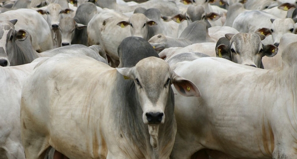 Prorrogado o período de vacinação contra a febre aftosa