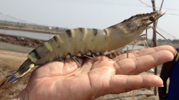 Polícia e MP deflagram operação contra facção criminosa em 14 estados