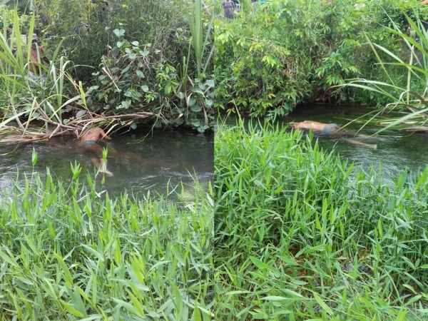 MA: Corpo de Adolescente é encontrado boiando no Brejo do Sapo, em Açailândia.