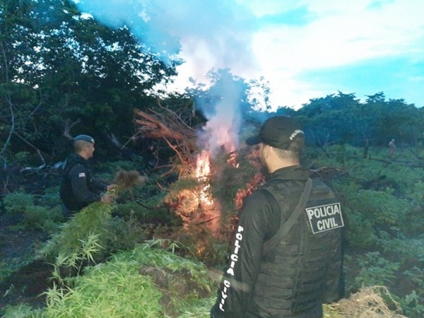 Polícia destrói plantação com mais de dois mil pés de maconha no MA