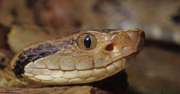 Substância encontrada em frutas pode ajudar contra picada de jararaca