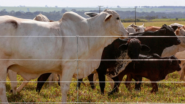 Maranhão atinge 96% de vacinação do rebanho contra febre aftosa