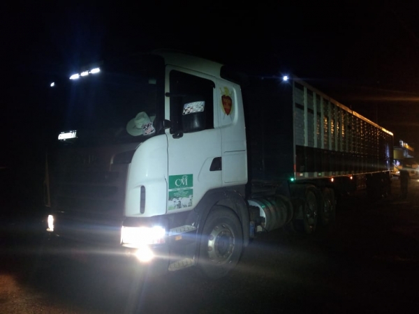 MARANHÃO - PRF APREENDE 38 BOVINOS SEM DOCUMENTAÇÃO FISCAL E SEM GTA