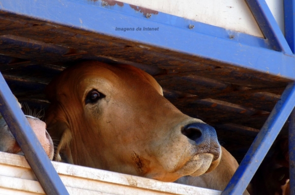 AÇAILÂNDIA – POLICIA RODOVIÁRIA FEDERAL FAZ APREENSÃO DE CAMINHÃO FAZENDO TRANSPORTE IRREGULAR DE ANIMAL 