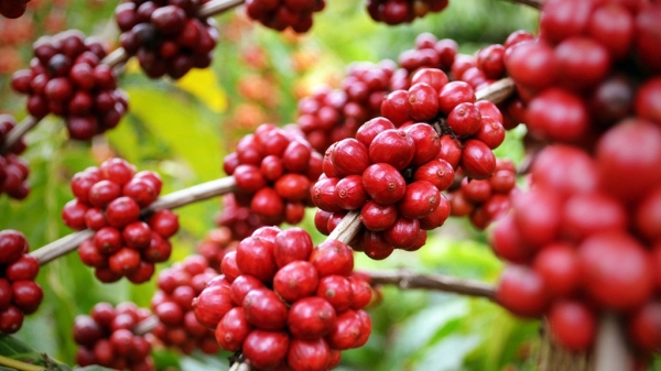 Queda de 27% no estoque de café pode levar a aumento no preço