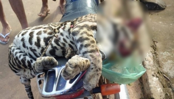 Onça-pintada é encontrada morta em Lago da Pedra, no MA