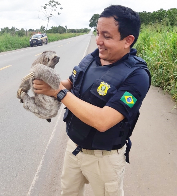 MARANHÃO - Polícia Rodoviária Federal resgata bicho-preguiça na BR-135 