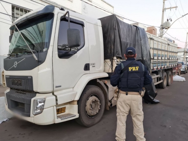 PRF apreende caminhão que transportava bovinos sem nota fiscal na BR-316