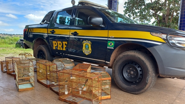 PRF RESGATA AVES SILVESTRES EM AÇÕES DE COMBATE AOS CRIMES AMBIENTAIS EM AÇAILÂNDIA (MA)