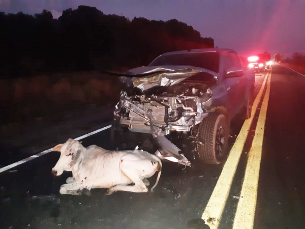 Animais na pista provocam dois acidentes na BR-135/MA