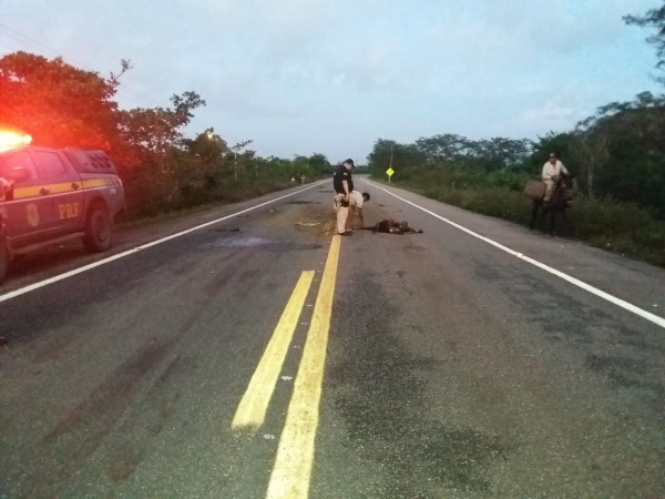MARANHÃO - Motociclista morre após colisão com animal 