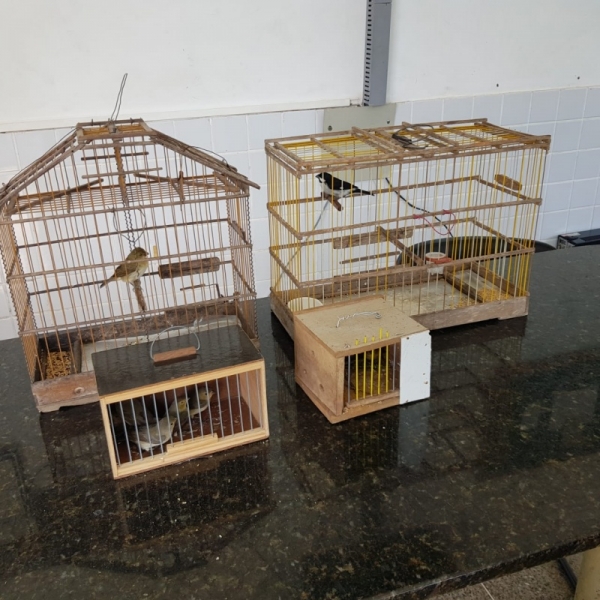 MARANHÃO - PRF apreende nove pássaros e quatro gaiolas na BR-135/MA