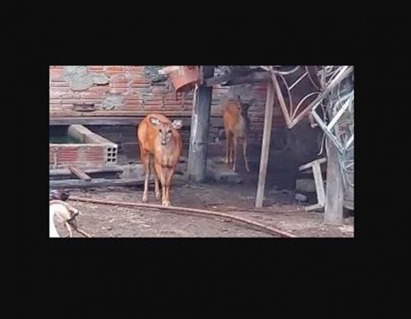 POLÍCIA APREENDE VEADOS E CUTIAS EM CASA DE TRAFICANTES NO MARANHÃO