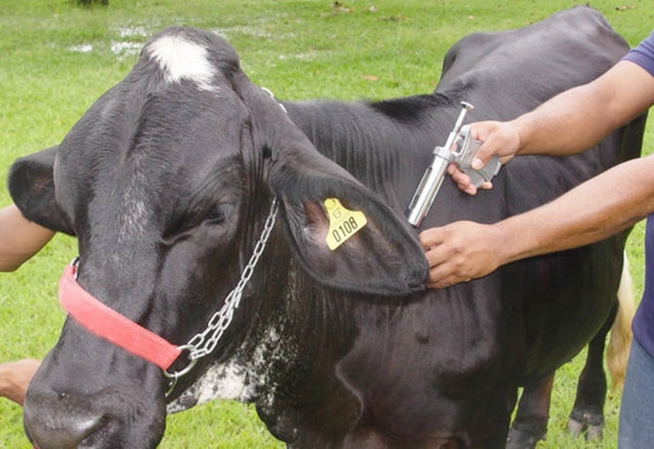 Primeira etapa de vacinação contra Febre Aftosa inicia nesta  terça-feira(01)