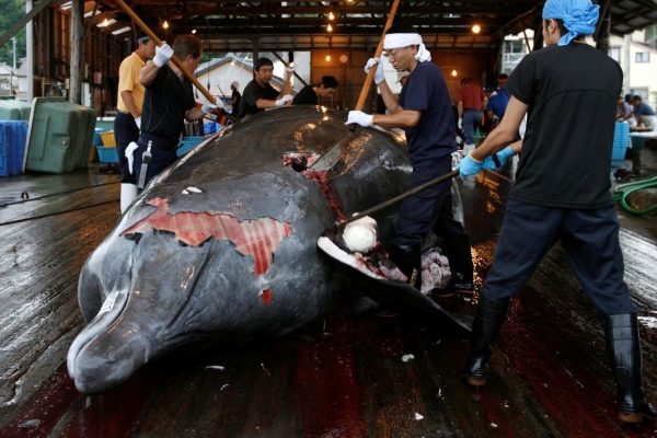 Retomada à caça de baleias no Japão é retrocesso, diz Brasil