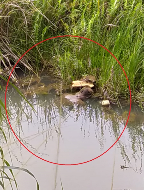 AÇAILÂNDIA: CORPO DE HOMEM É ENCONTRADO NA LAGOA DO JOAQUIM, NA BR-222 