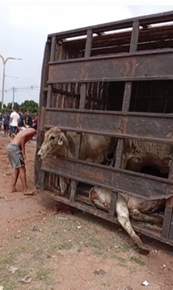 CAMINHÃO BOIADEIRO TOMBA EM BURITICUPU: UM HOMEM MORRE E ANIMAIS FICAM SOLTOS NA PISTA