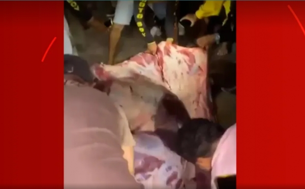 Moradores retalham e roubam carne de boi atropelado em avenida de São Luís; Veja