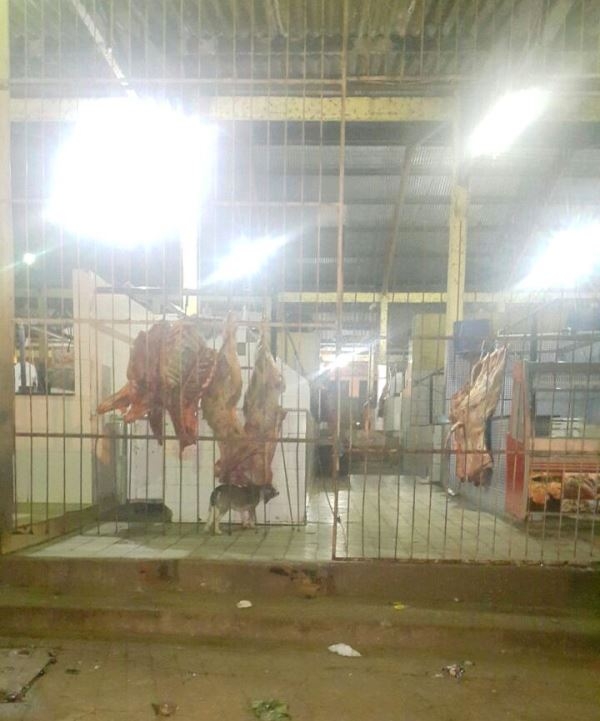 Imagem do dia: Cachorro comendo carne exposta no mercado municipal de Açailândia repercute nas ruas e em redes sociais 