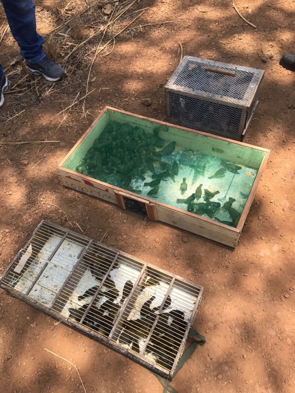 PM DO MARANHÃO APREENDE MAIS DE 500 AVES EM OPERAÇÃO CONTRA O TRÁFICO DE ANIMAIS SILVESTRES