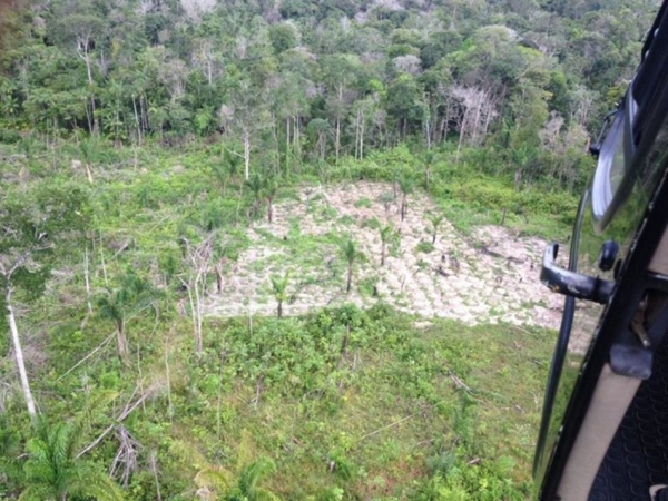Operação destrói quase 170 mil pés de maconha no interior do Maranhão