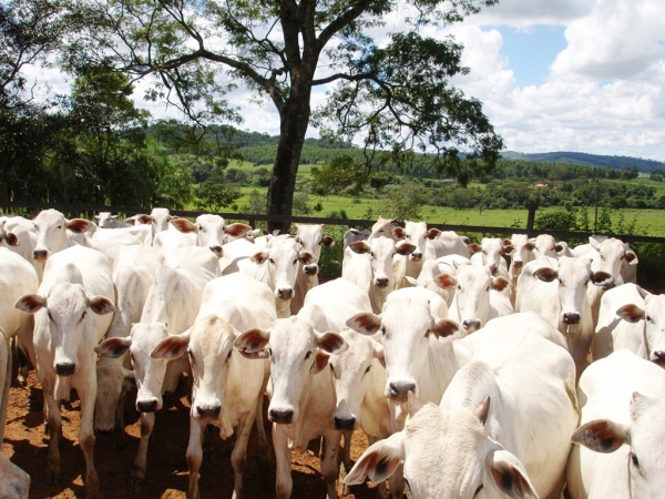 Febre aftosa: Leste do Maranhão tem índice baixo de comprovação de vacina
