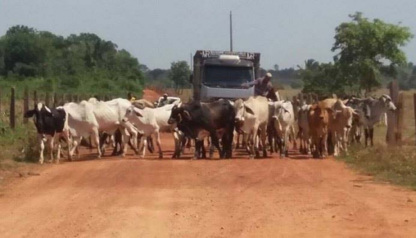 Polícia prende três homens e recupera gado roubado 