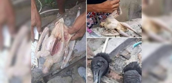 Carne de urubu é vendida como galinha caipira em feira de Manaus