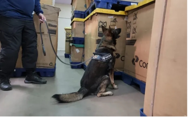 Receita Federal apreende no MA carga com mais de 27 kg de 'super maconha' avaliada em mais de R$ 1 milhão