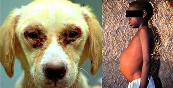 MA é estado brasileiro com maior índice de leishmaniose em humanos