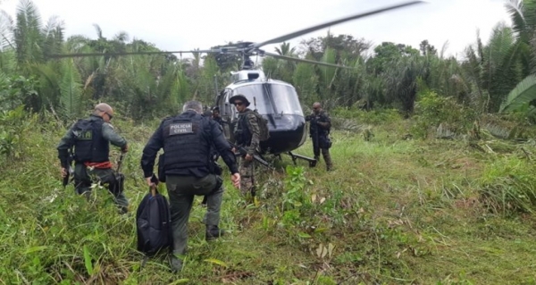 MARANHÃO - Polícia localiza mais de trinta mil pés de maconha em Rosário