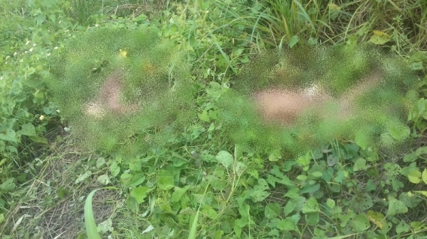 Corpo de adolescente de 14 anos é encontrado esquartejado em matagal